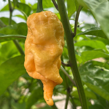 Jay's Peach Ghost Scorpion Pepper Seeds